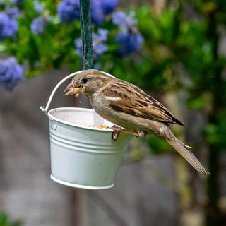 sparrow eating from small bucket filled with food