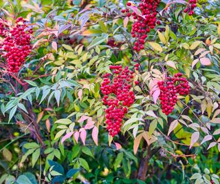 Nandina domestica in a garden border with red berries