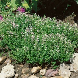 how to grow thyme: fresh thyme