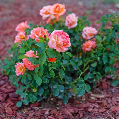 Pink roses surrounded by mulch