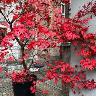Potted acer tree