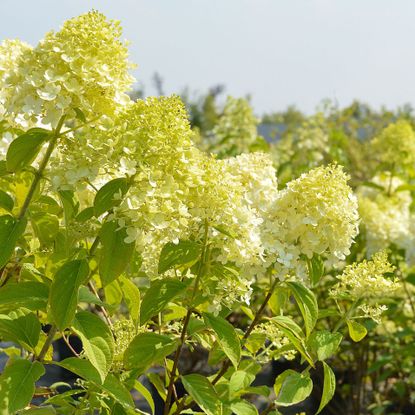 Limelight hydrangea shrub flowering in sunshine