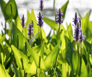 Pickerelweed with lilac blooms