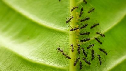 how to get rid of ants from garden on leaf