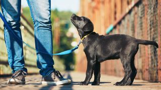 Black labrador puppy on a lead