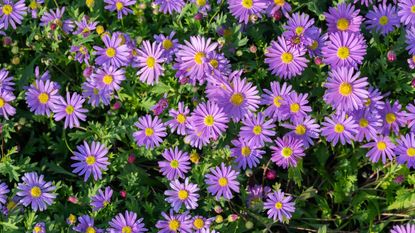 Purple asters in bloom