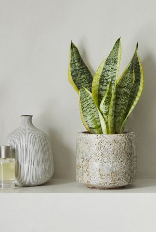Snake plant in a grey ceramic pot next to white bud vase