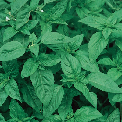 Sweet Basil Seeds