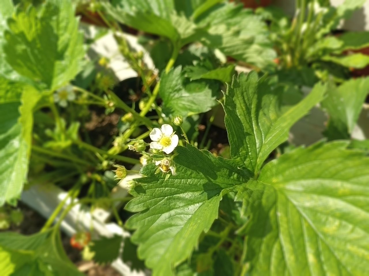 Doogee S100 Pro photo examples
