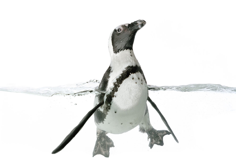 African penguins in an exhibit.