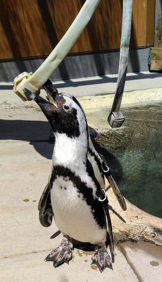 a penguin gnaws at a knotted rope