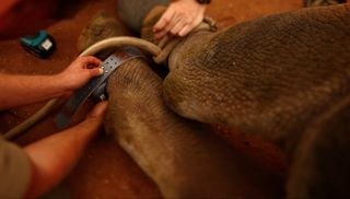 WWF transports black rhinoceroses by helicopter