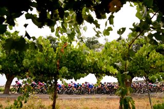 The peloton passing through a vineyards landscape during the 2nd Santos Festival Of Cycling 2022