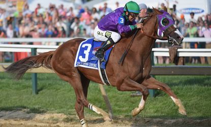 California Chrome gallops away with a win in the 139th Preakness Stakes
