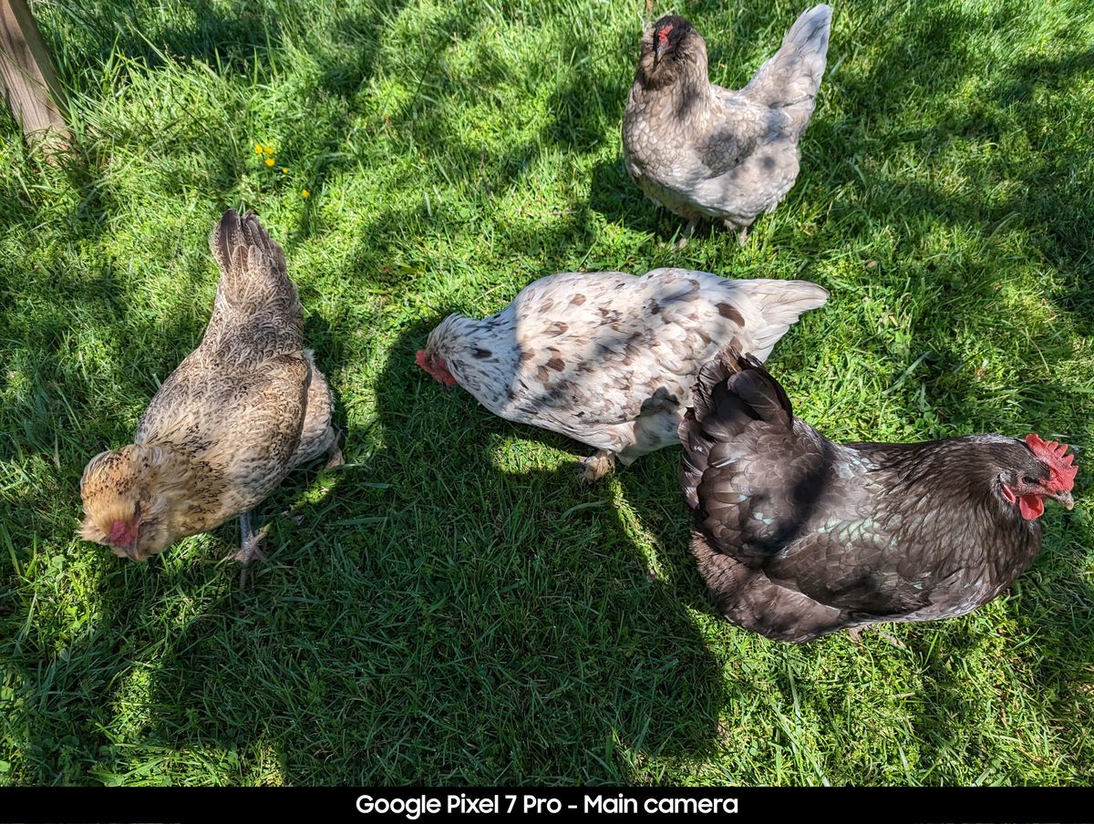 Google Pixel 7 Pro camera samples to compare to the Pixel 7a