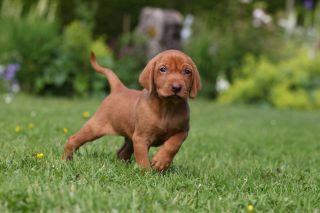 HUNGARIAN VIZSLA