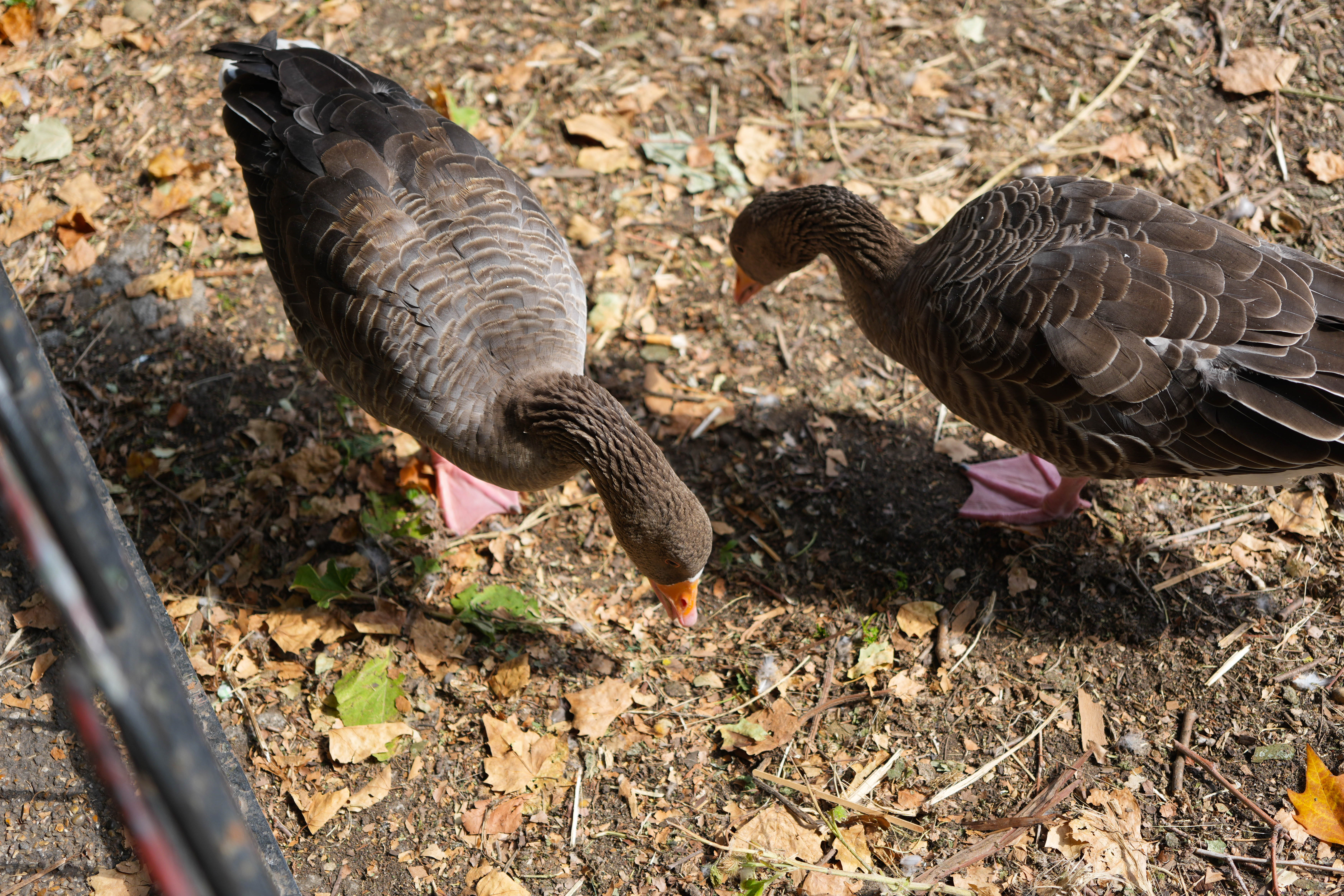 Geese eating food off the dirt ground
