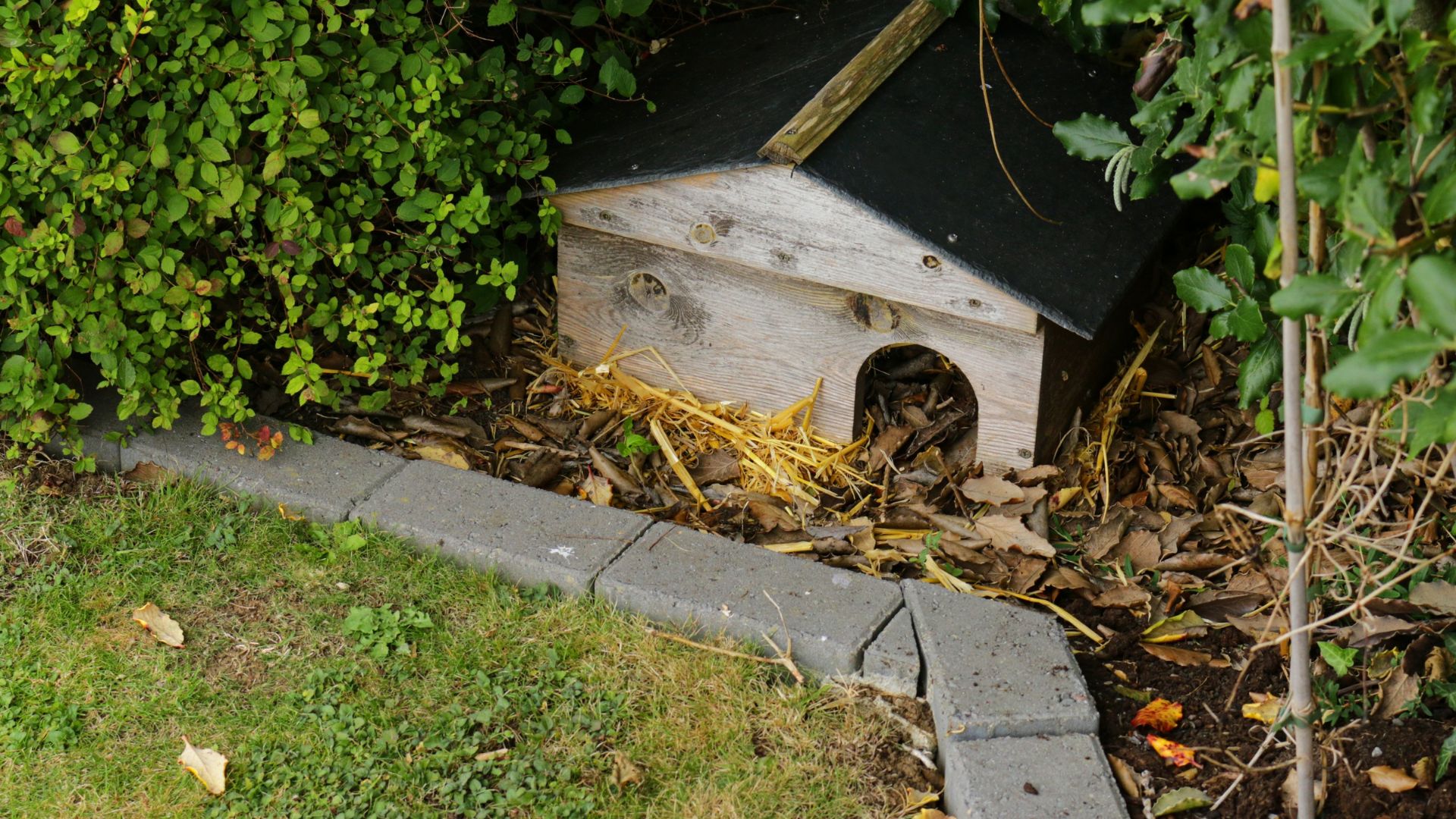 picture of hedgehog house in garden under bushes