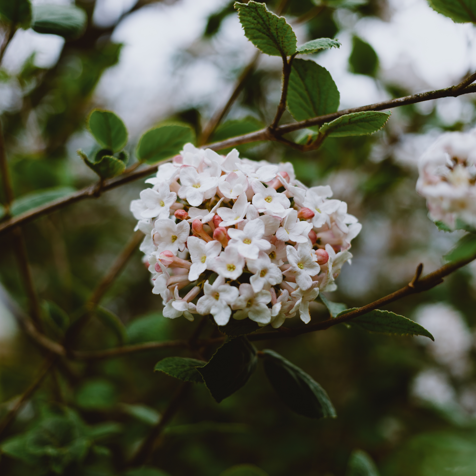 Close up of blooming viburnum flowers.