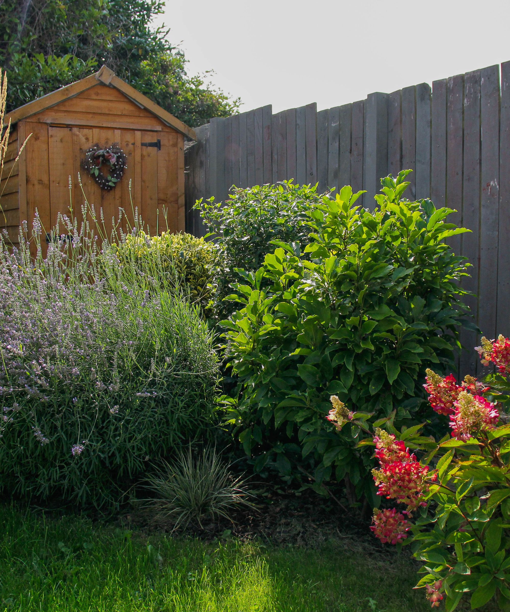 Garden with shed and gray fence