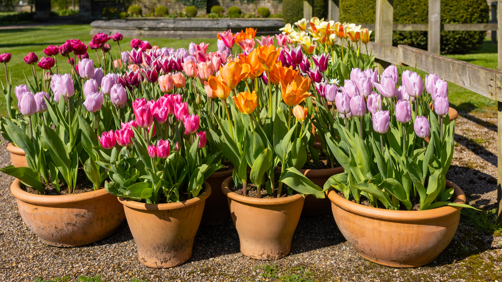 Variety of tulips in pots