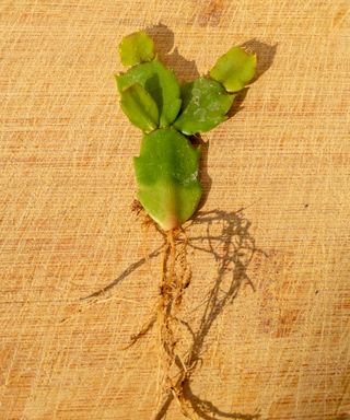 Rooted Thanksgiving cactus cutting