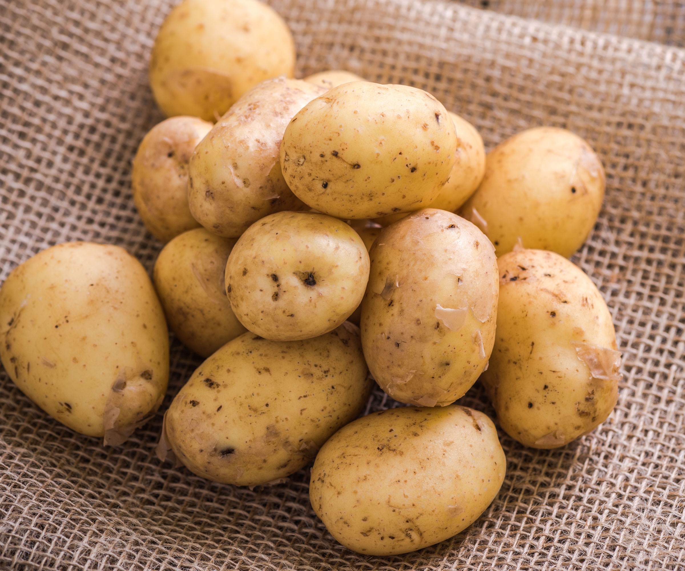 Early Ohio heirloom potatoes at harvest