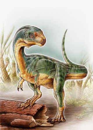 Chilesaurus diegosuarezi walked on its hind legs as other theropods did. It also had robust forelimbs that looked like those of other Jurassic theropods, such as Allosaurus.