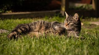 European shorthair cat