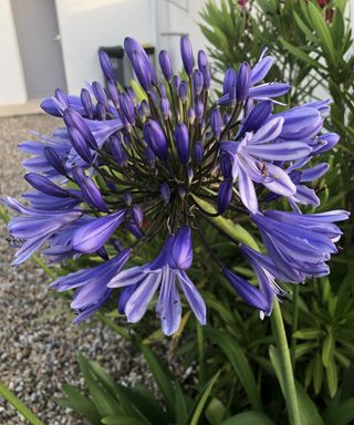 persian blue allium in full bloom