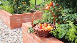 Brick flowerbeds with tomato plants