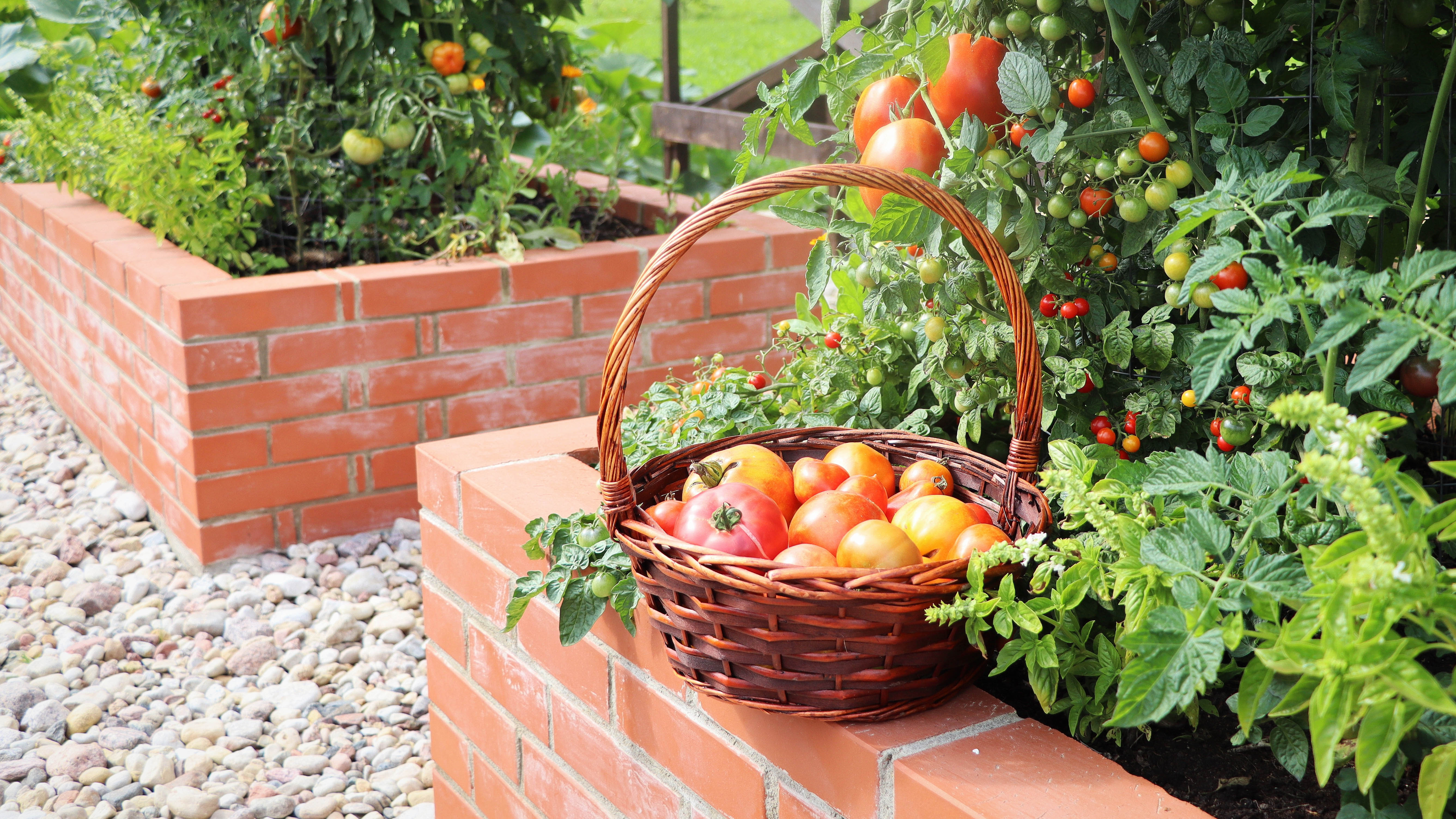 Кирпичные клумбы с томатными растениями
