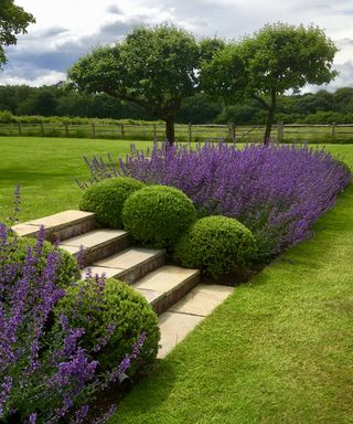 evergreen shrubs hebe balls and nepeta used to define steps in design by Acres Wild