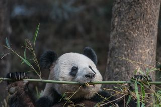 Panda mealtime — again