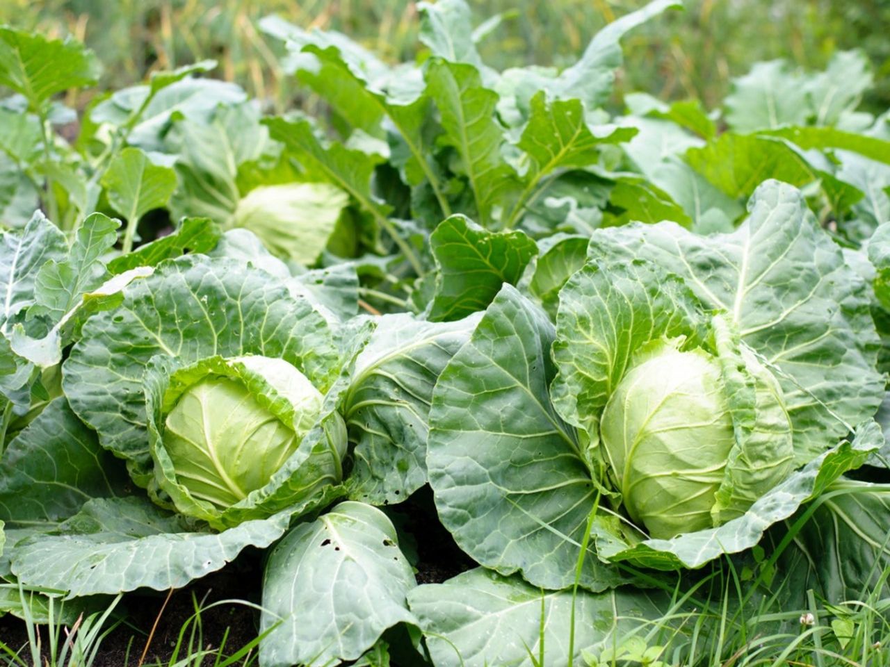 Mosaic Virus In Cabbage Plants