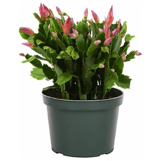 American Plant Exchange Christmas Cactus from Walmart