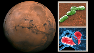 (Left) Mars a future target for human space exploration (Right) Two of the bacteria that reserarchers found can survive in Martian soil