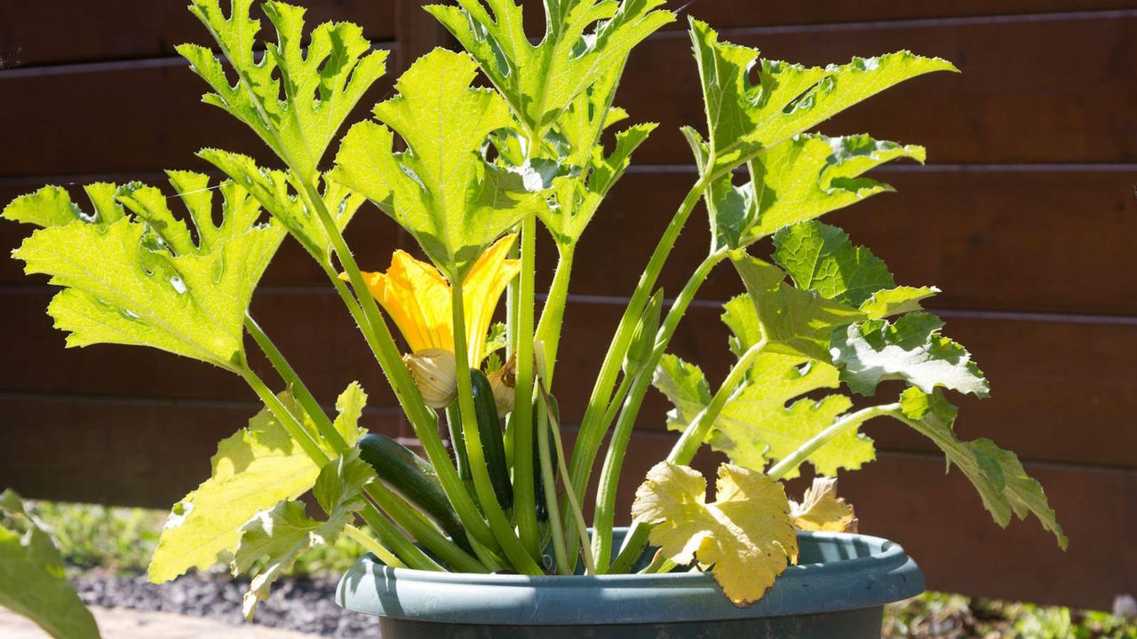 A zucchini plant with large leaves and fruit growing in a container against a fence