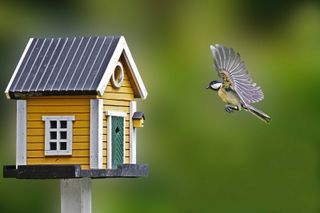 bird house design ideas: yellow house with blue tit