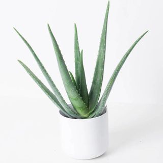 aloe vera plant in white pot