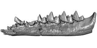 A three-dimensional computer rendering of the jaw of <em>Unnuakomys hutchisoni</em>.