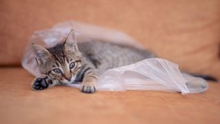 Kitten lying on plastic bag