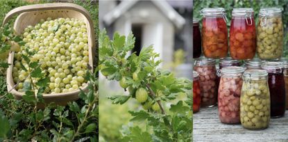 how to grow gooseberries