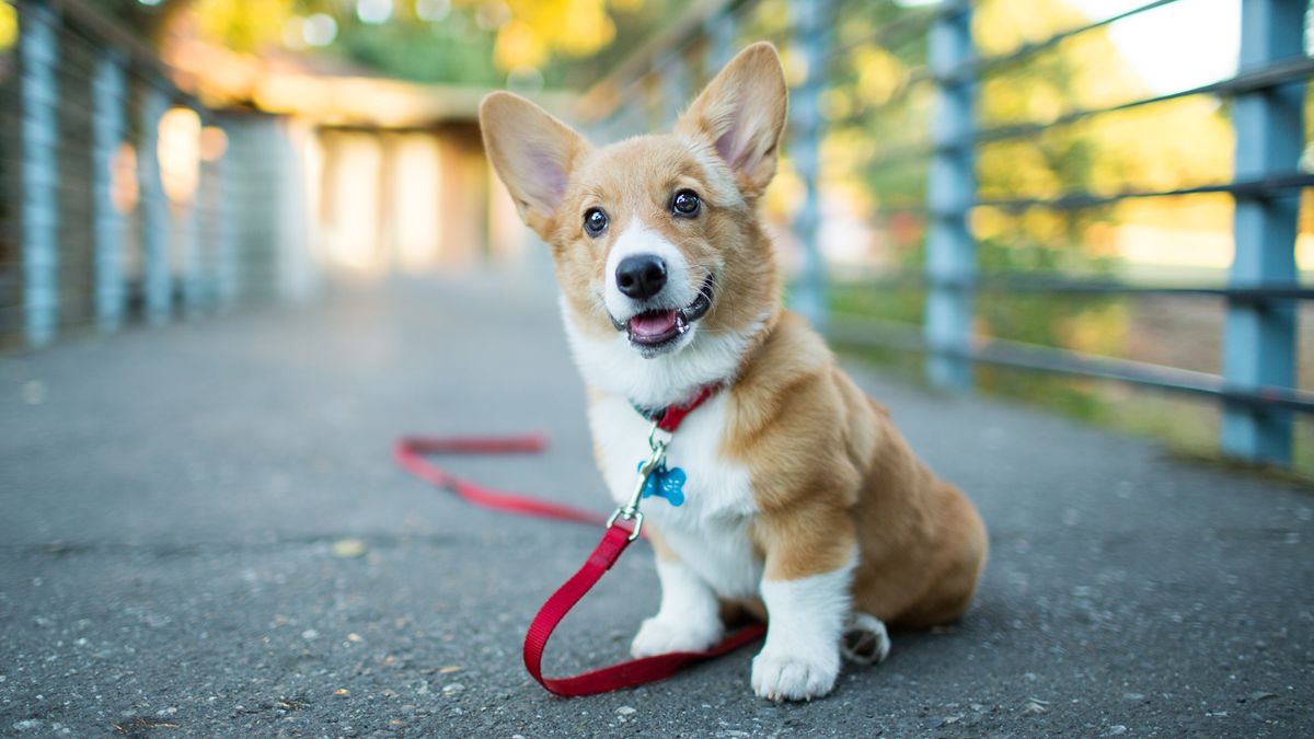 Corgi sitting down outside