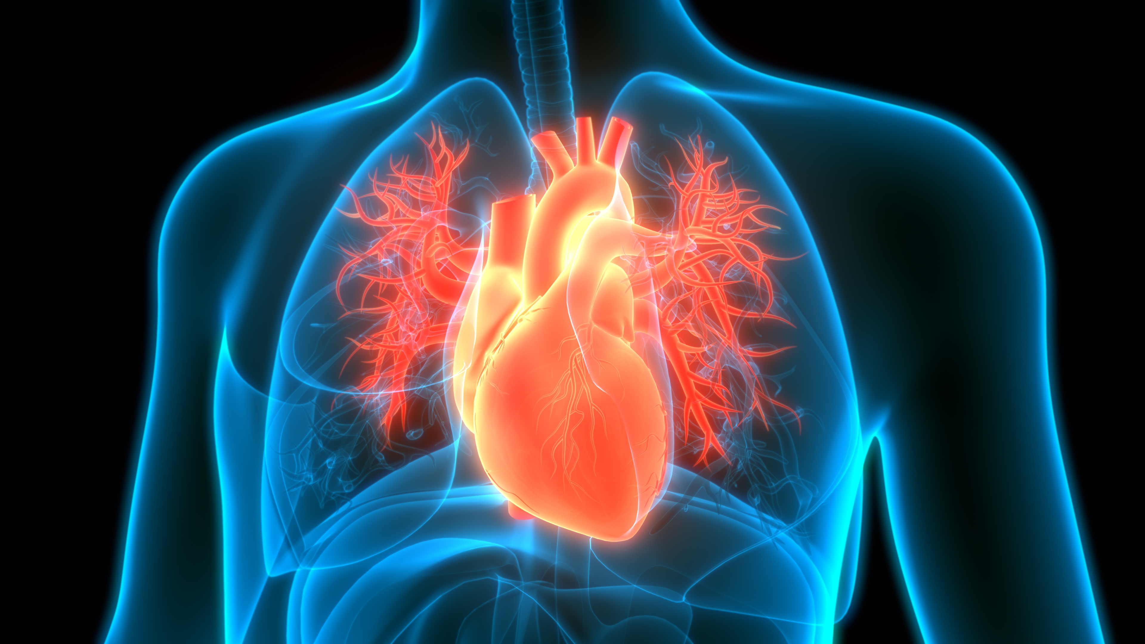 Medical illustration of a person's chest showing only the outline of the body in blue, the outline of the lungs in blue and the heart in red.