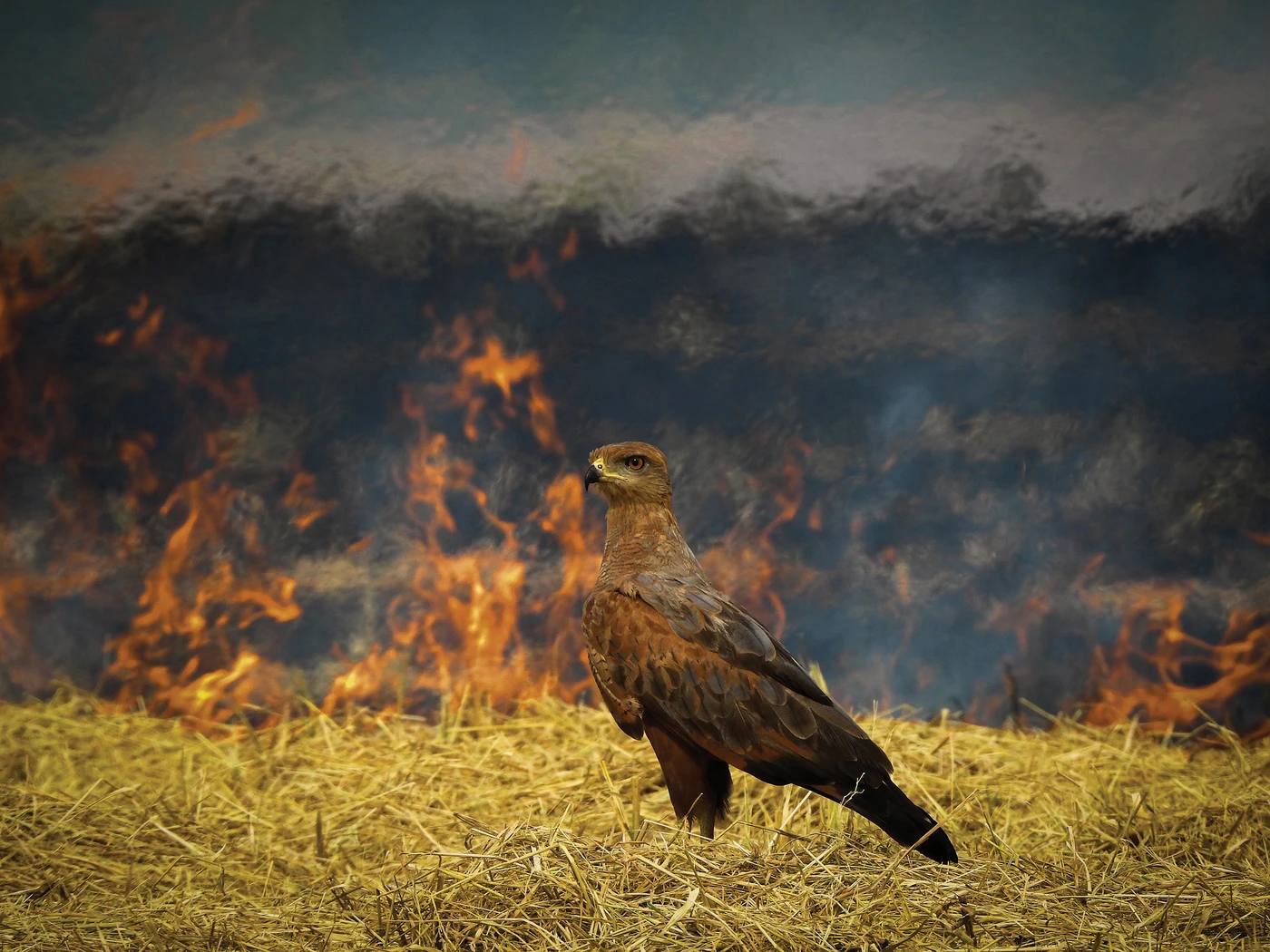 A brown hawk standing on dry grass with a large fire burning in the background