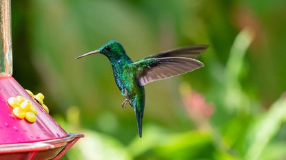 blue hummingbird and feeder