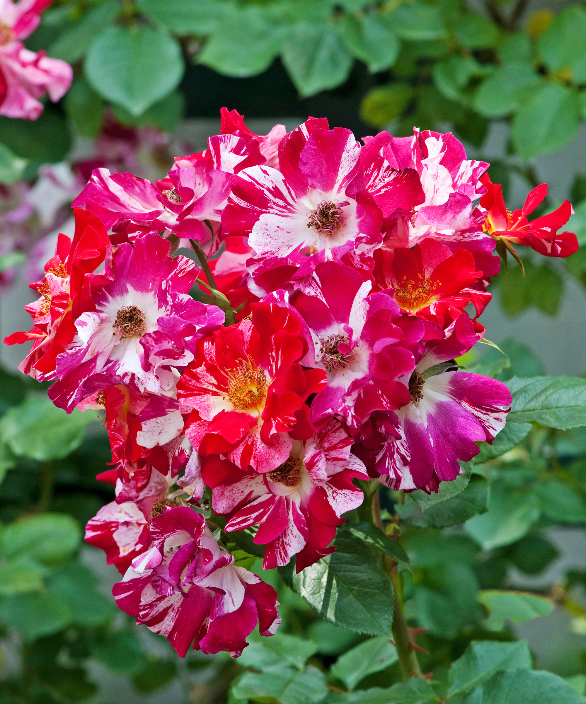 Fourth of July rose
