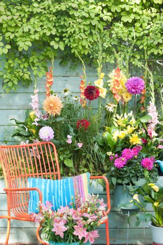 garden color schemes: brightly coloured dahlias and orange chair