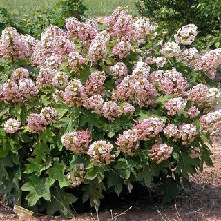 Munchkin Dwarf Oakleaf Hydrangea